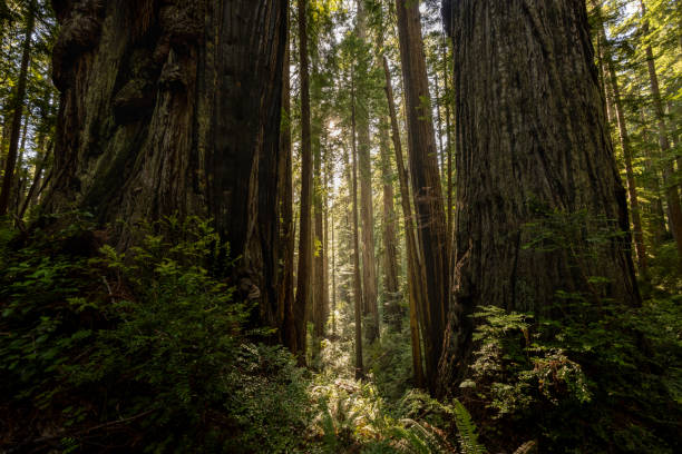 istock Massive Redwood Trunks Stand As Gatekeepers To The Morning Light 1915537968