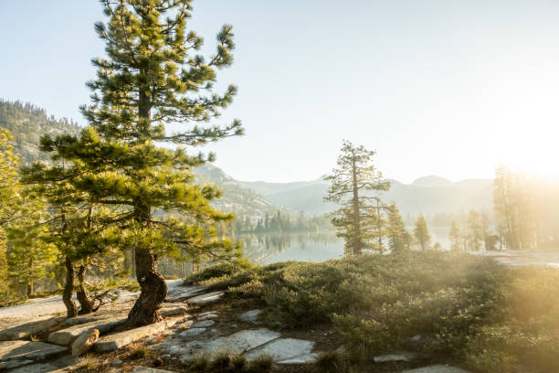 istock Morning Light Over Lake Vernon in Yosemite 1915538779