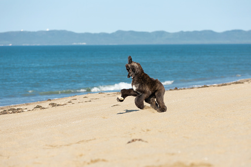 Portrait of Funny Afghan Hound young dog having fun on the beach. Afghan hound puppy running at the seaside. Crazy afghan dog playing with the stick