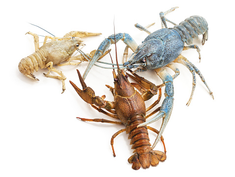 Three colored crayfish isolated on a white background.