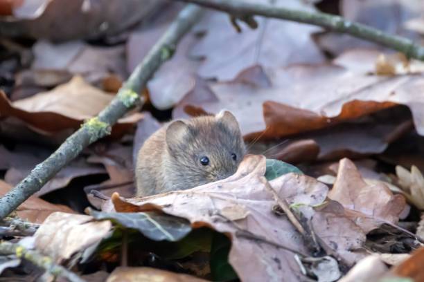 istock Bank vole, Clethrionomys glareolus, on a forest floor 1915552778