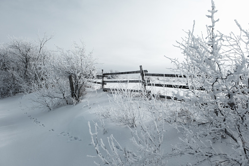 Wooden farm fence coated in winter frost on a prairie winter day