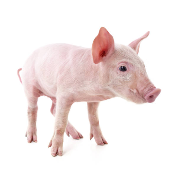 istock Little pink pig. 1915555392