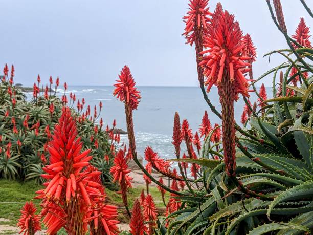 istock Monterey Bay Area ocean landscape 1915559058