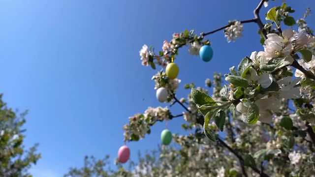 Happy easter. Branches of flowering tree, decorated with decorative Easter eggs, background of blue sky. Spring garden, Easter banner. Religious holiday. copy space. selective focus