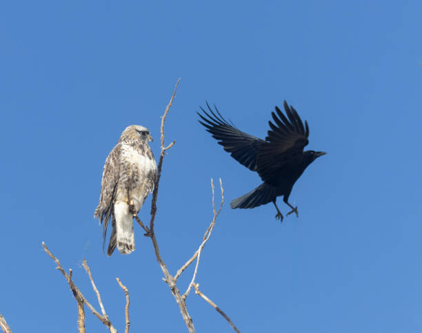 rough legged hawk - rough legged hawk bird of prey hawk animals in the wild imagens e fotografias de stock