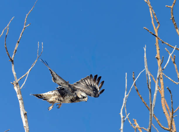 rough legged hawk - rough legged hawk bird of prey hawk animals in the wild imagens e fotografias de stock