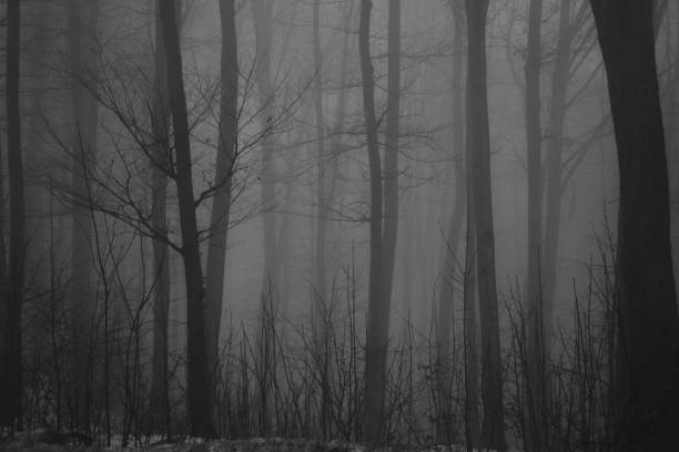 istock Foggy forest darkness winter mystery 1915591617