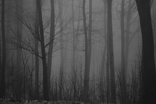 Misty mysterious and scary forest by night