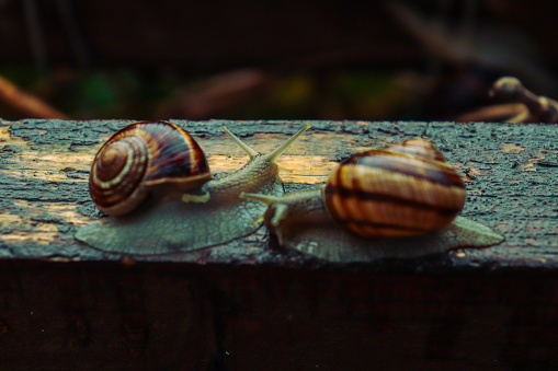 Snail in a rainy day, from tiny to big, brothers and sisters, beautiful nature