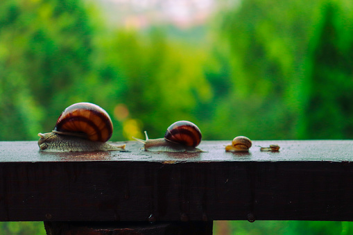 Snail in a rainy day, from tiny to big, brothers and sisters, beautiful nature