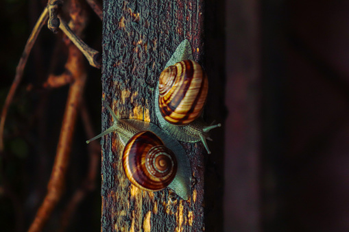 Snail in a rainy day, from tiny to big, brothers and sisters, beautiful nature