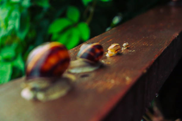 Snail in a rainy day, from tiny to big, brothers and sisters, beautiful nature