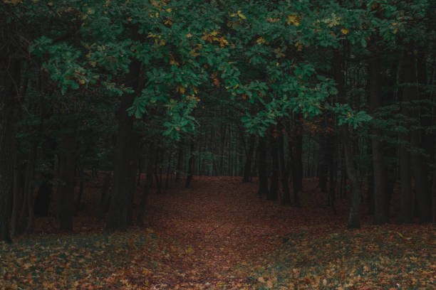 Oak forest, colorful nature autumn , fog