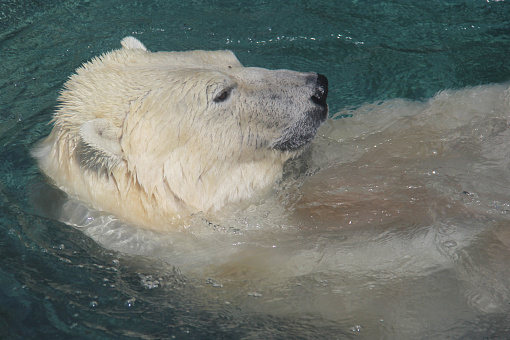 Close up of a polar bear swimming on the back in a pool