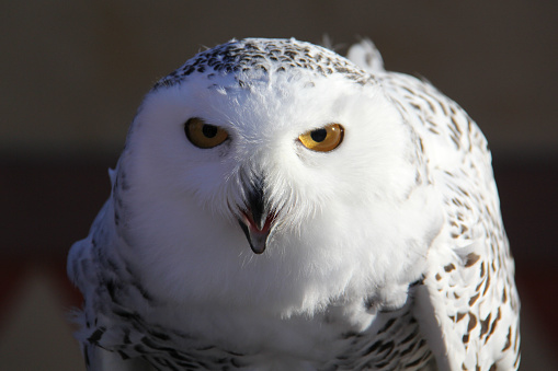 Close up of the head of a snowy owl