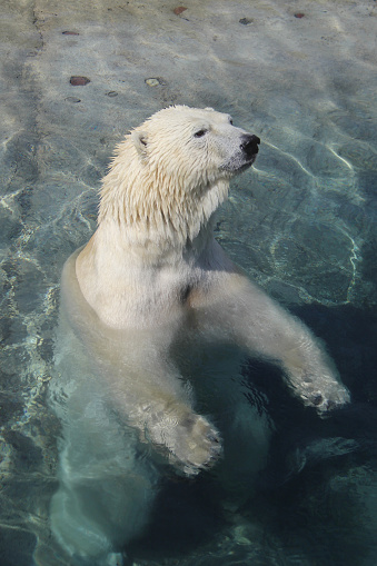 Polar bear swimming in a pool