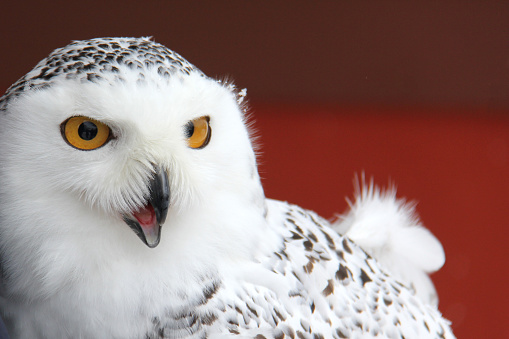 Close up of the head of a snowy owl with a red background