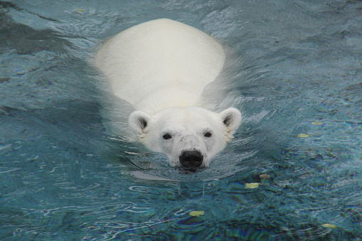 Polar bear swimming in a pool