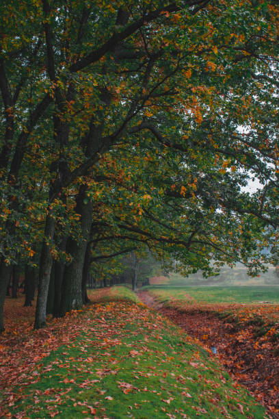 Oak forest, colorful nature autumn