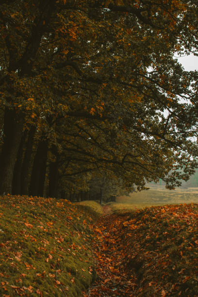 istock Oak forest, colorful nature autumn 1915604530