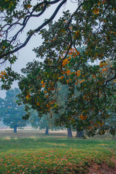 istock Oak leaves, colorful autumn, nature 1915604531