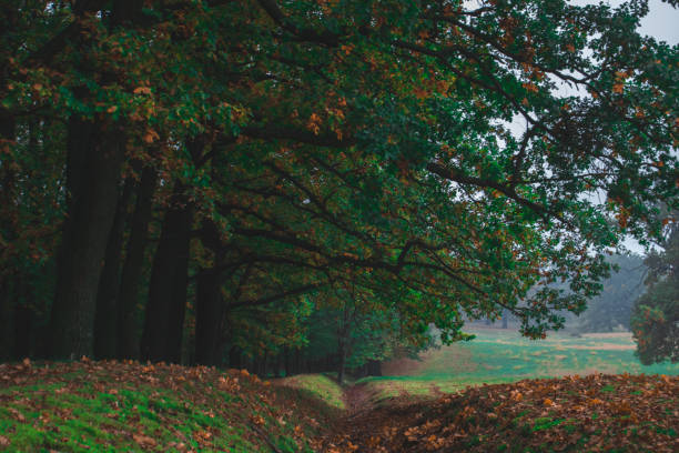 istock Oak forest, colorful nature autumn 1915604536