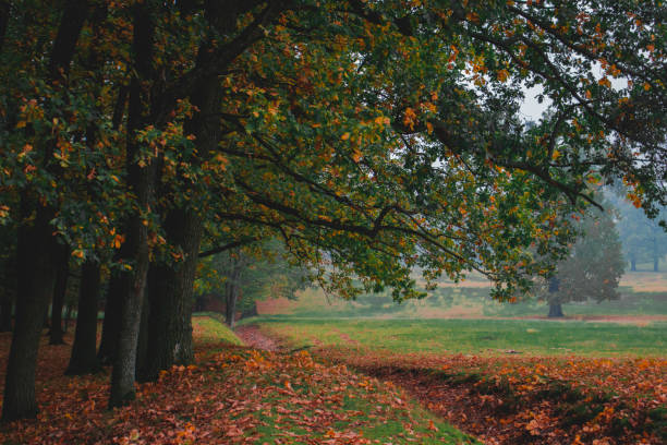 istock Oak forest, colorful nature autumn 1915604537