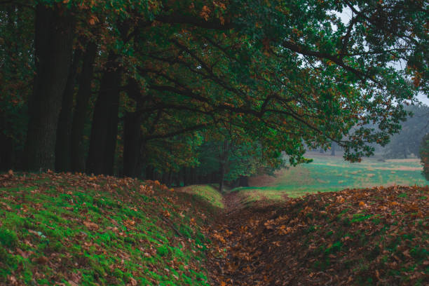 istock Oak forest, colorful nature autumn 1915604540