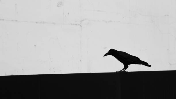 istock Raven in the city 1915622318