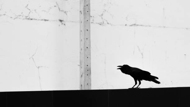 istock Raven in the city 1915622322