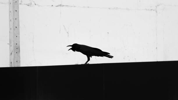 istock Raven in the city 1915622324