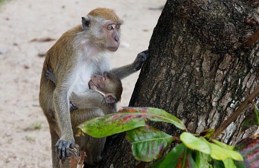 Mother monkey with his baby on a tree