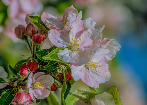 Close up of pink and white apple blossom buds on a tree in spring