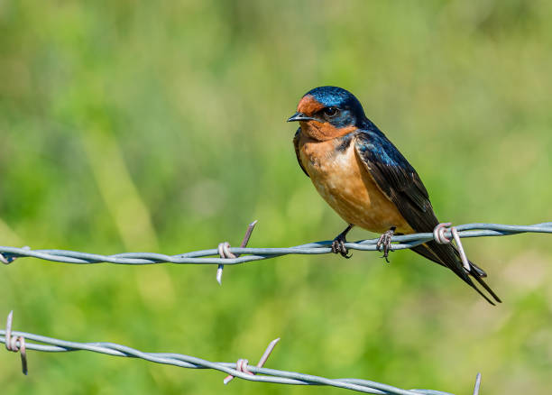 Barn Swallow (Hirundo rustica) is the most widespread species of swallow in the world. It is a distinctive passerine bird with blue upperparts, a long, deeply forked tail and curved, pointed wings. Lake Almanor, California. la golondrina común (hirundo rustica) es la especie de golondrina más extendida en el mundo. es un ave paseriforme distintiva con partes superiores azules, una cola larga y profundamente bifurcada y alas curvadas y puntiagudas. lago almanor, california.