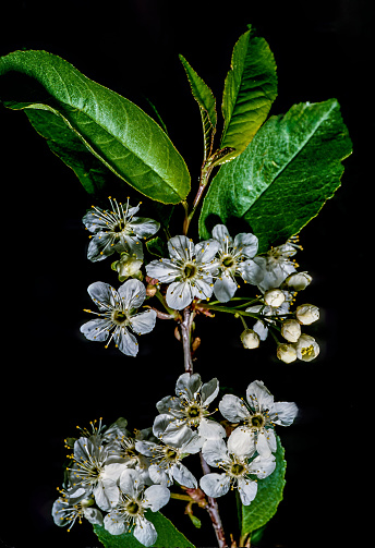 Prunus pensylvanica, also known as bird cherry, fire cherry, pin cherry, and red cherry, is a North American cherry species in the genus Prunus.  Glacier National Park, Montana.  Rosaceae.
