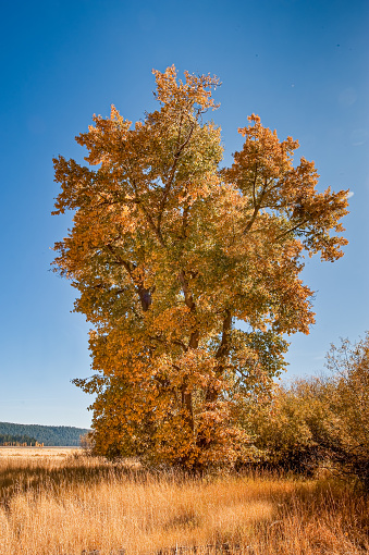 Black Cottonwood or western balsam-poplar or California poplar, Populus  trichocarpa; Chester, California. Autumn color of the leaves. Lake Almanor.  Fall colors.   	Salicaceae.