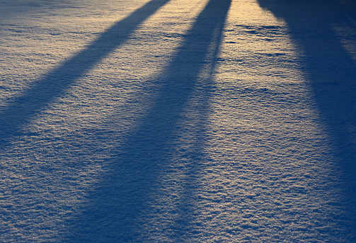 The abstract view of tree shadows falling on a fresh snow during the sunset (Kaunas, Lithuania).