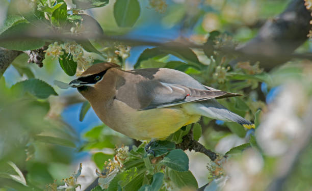 Cedar Waxwing (Bombycilla cedrorum) is a member of the family Bombycillidae or waxwing family of passerine birds. It breeds in open wooded areas in North America, principally southern Canada and the northern United States. Lake Almanor, California. cedar waxwing (bombycilla cedrorum) is a member of the family bombycillidae or waxwing family of passerine birds. it breeds in open wooded areas in north america, principally southern canada and the northern united states. lake almanor, california.