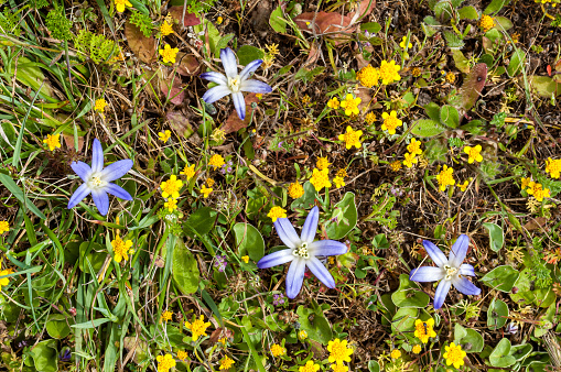Brodiaea terrestris, the dwarf brodiaea, is a species of plant in the genus Brodiaea that is native to California and Oregon. In California, it is found in coastal ranges from the Oregon border, through the Bay Area, to San Diego, and in the central Sierra Nevada.  Salt Point State Park, Sonoma County, California.   	Asparagaceae