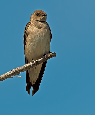Northern Rough-winged Swallow (Stelgidopteryx serripennis) is a small swallow. These birds forage in flight over water or fields, usually flying low. They eat insects. Rough-winged refers to the serrated edge feathers on the wing of this bird;