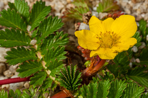 Argentina anserina or Potentilla anserina is a perennial flowering plant in the rose family, Rosaceae. It is known by the common names silverweed, common silverweed or silver cinquefoil. It is native throughout the temperate Northern Hemisphere. Asilomar State Beach, California.