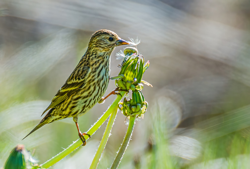 The Pine Siskin, Spinus pinus, is a North American bird in the finch family. It is a migratory bird with an extremely sporadic winter range. Lassen Volcanic National Park, California.