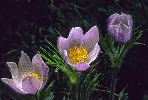 Pasque flower, Pulsatilla patens. The plant has an undisputed beauty but a highly disputed name!  It has been known as Pulsatilla hirsutissima, Pulsatilla ludoviciana, Pulsatilla patens, Anemone patens, Pulsatilla nuttalliana. Ranunculaceae, Buttercup Family. Yellowstone National Park, Wyoming.