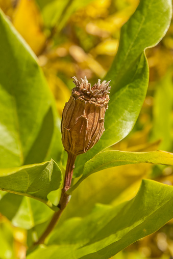 Spice Bush Fruit receptacle, Calycanthus occidentalis,Lake Almanor , California; Family Calycanthaceae.