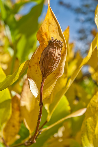 Spice Bush Fruit receptacle, Calycanthus occidentalis,Lake Almanor , California; Family Calycanthaceae.