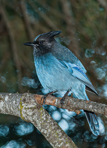 Steller's Jay, Cyanocitta stelleri;  Chester, California; Family Corvidae. Perched on a tree.