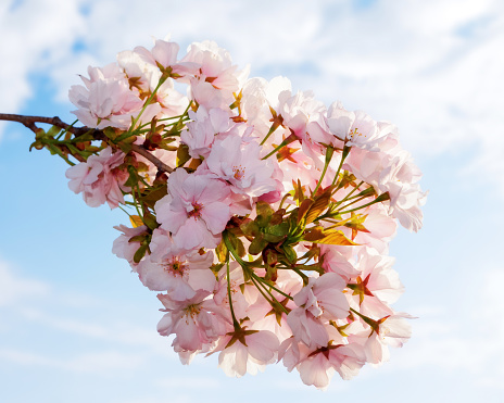 apple twig in full blossom in front of a sky with clouds. lush pink flowering background in springtime