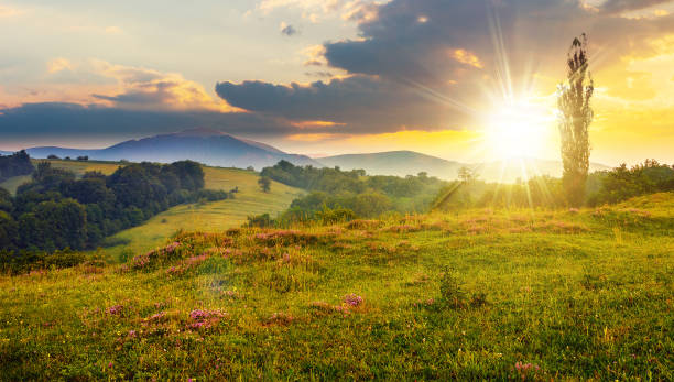 istock wild savory on a meadow on hillside in Carpathian mountains at sunset 1915635697