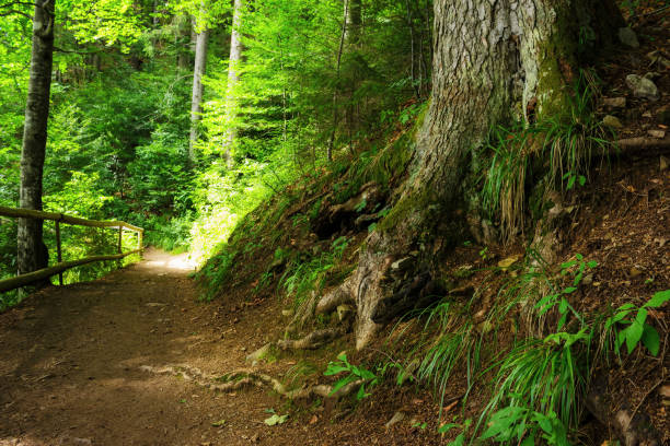 istock green summer scene in carpathian woods 1915635711